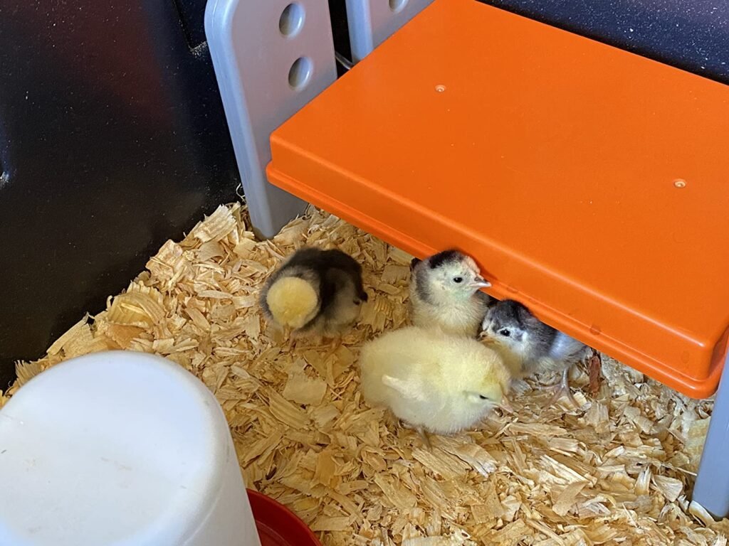 Brooder Heater for Chicks