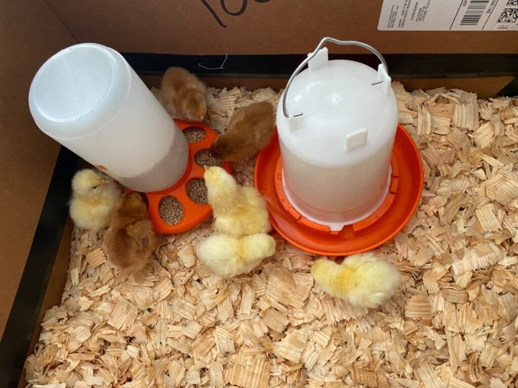 Chick Feeder and Waterer Kit