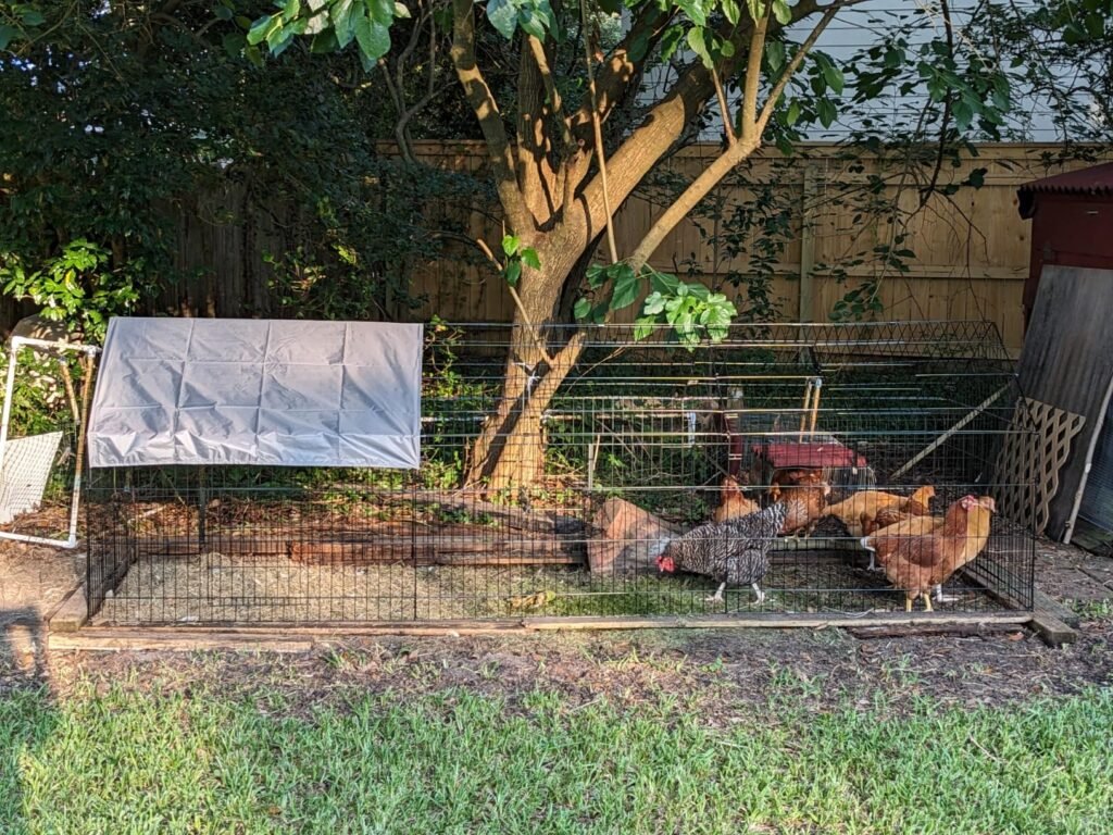 chicken coop