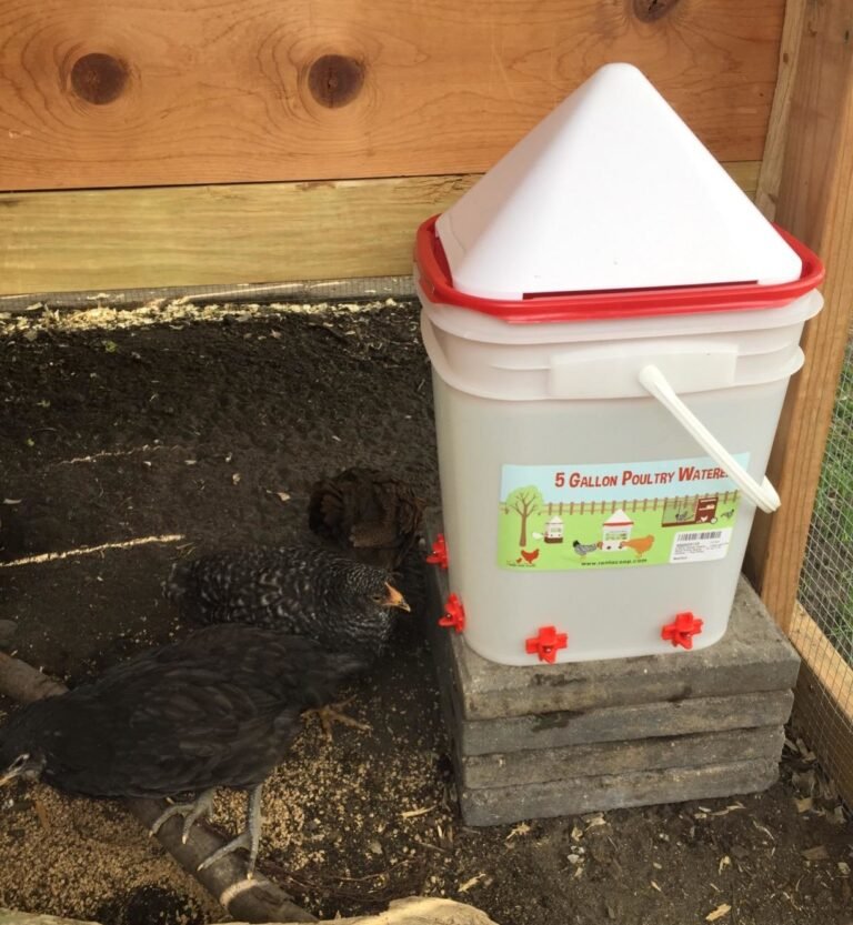 Chicken Waterer