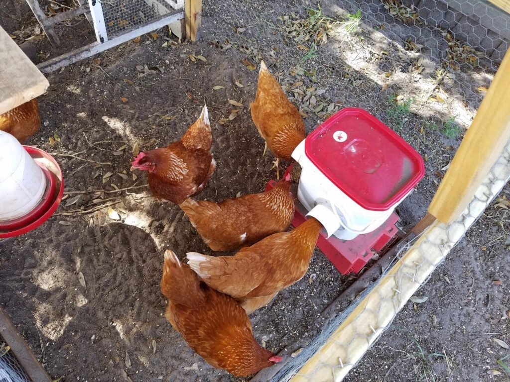 Chicken Feeder